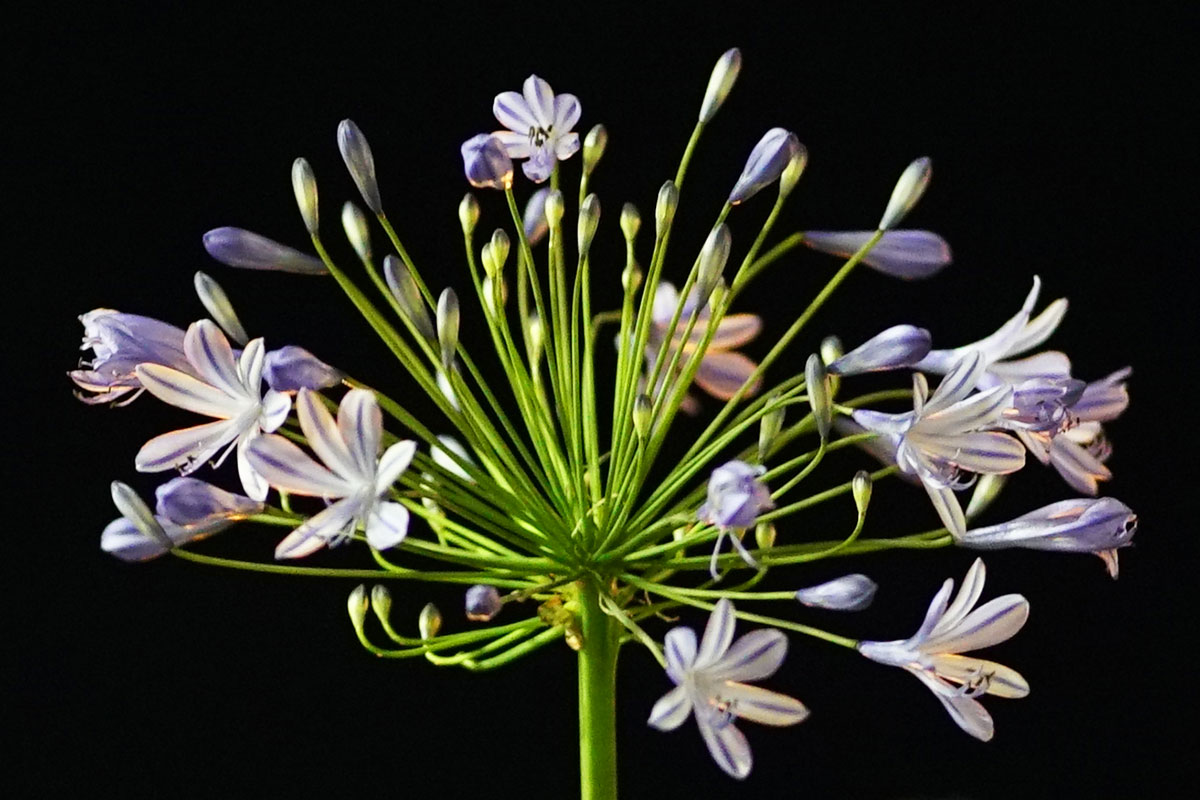 agapanthus